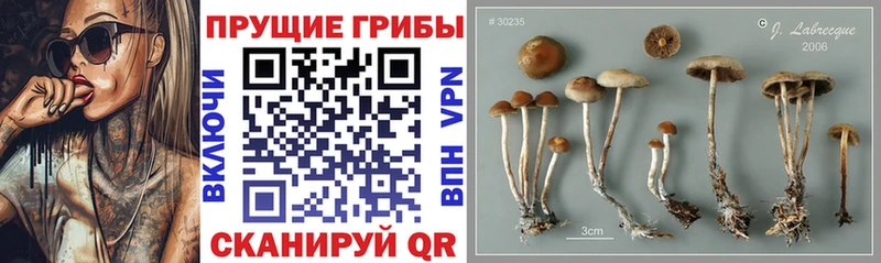 Галлюциногенные грибы Psilocybe  даркнет сайт  Ржев 